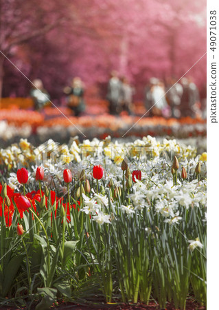 pink, red and orange tulip field in North Holland pink, red and orange tulip field in North Holland 49071038