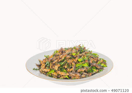 Mole cricket, Gryllotalpa africana Beauvois, Ortho 49071120