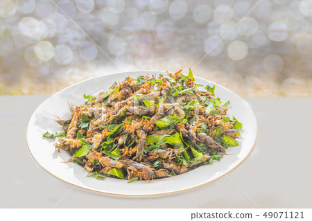 Mole cricket, Gryllotalpa africana Beauvois, Ortho Mole cricket, Gryllotalpa africana Beauvois, Ortho 49071121