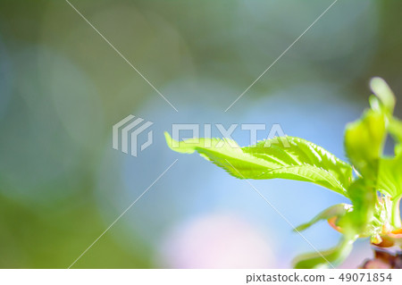 Image of sprout Image of sprout 49071854