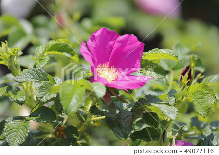 赫曼努斯花和果實 赫曼努斯花和果實 49072116