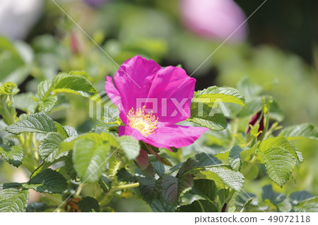 赫曼努斯花和果實 赫曼努斯花和果實 49072118