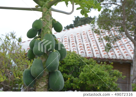 Papaya for salad Papaya for salad 49072316
