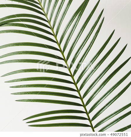 Fragment Palm branch on white background. Abstract background 49072551