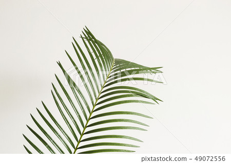 Abstract background. Palm branch on white background. Scandinavian interior fragment 49072556
