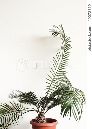 potted plant Cycas against white wall. Scandinavian interior fragment 49072559