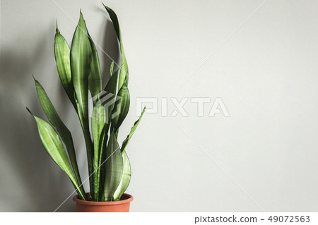 potted plant Sansevieria against gray wall Mock up 49072563
