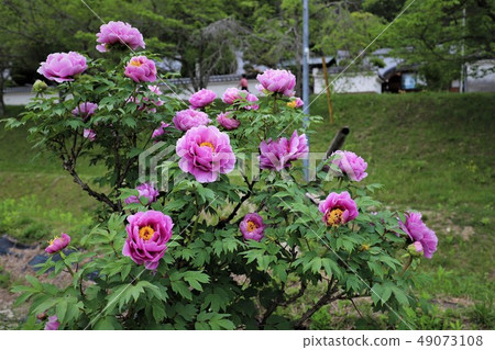 牡丹花 牡丹花 49073108