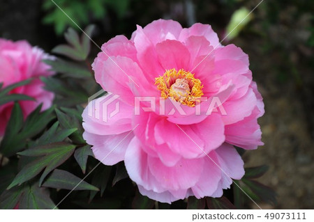 牡丹花 牡丹花 49073111