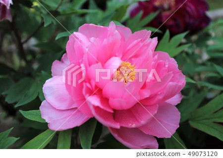 Peony flower Peony flower 49073120