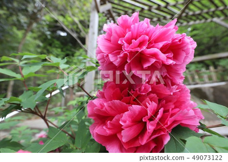 牡丹花 牡丹花 49073122