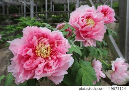 Peony flower Peony flower 49073124