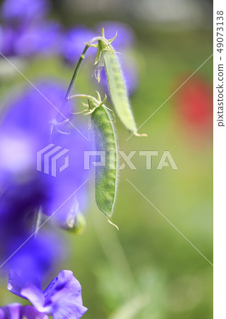 五顏六色的甜豌豆 五顏六色的甜豌豆 49073138