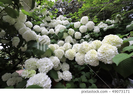 牡丹花 牡丹花 49073171