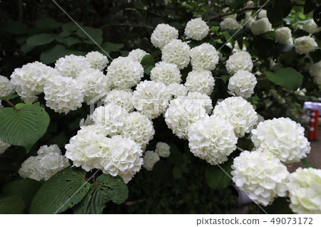 牡丹花 牡丹花 49073172