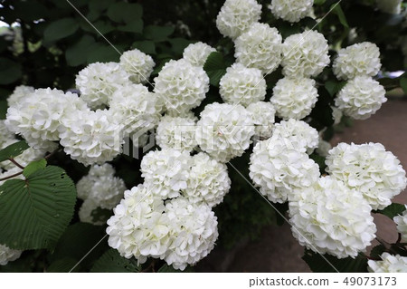 牡丹花 牡丹花 49073173