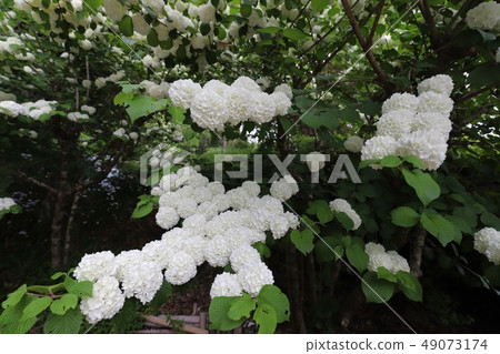牡丹花 牡丹花 49073174