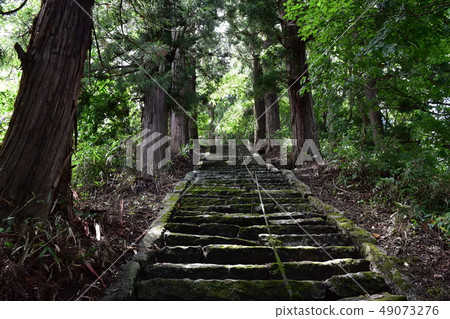 Forest and stairs Forest and stairs 49073276