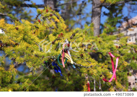 Colorful ribbons on the tree , Lake Baikal, Russia 49073869