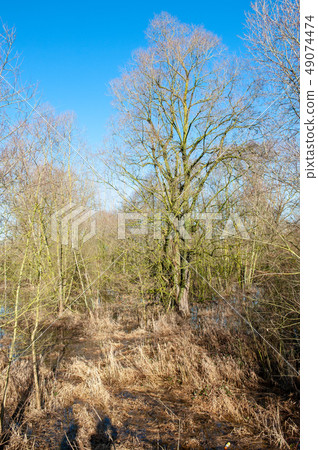 Flooded Wetlands in East-Flanders 49074474