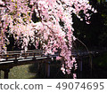 Cherry blossom (sakura) blooming in spring season  49074695