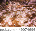 Pink cherry blossom petal falling on the ground 49074696