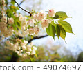cherry blossom (sakura) branch in spring season  49074697