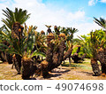 Palm tree in the garden at Korakuen park 49074698