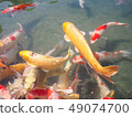 Colorful of carp fish in pond at Korakuen park 49074700