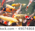 Colorful of carp fish in pond at Korakuen park 49074868