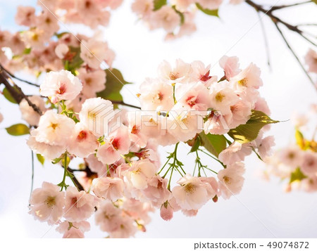Beautiful cherry blossom (sakura) in spring season Beautiful cherry blossom (sakura) in spring season 49074872