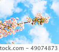 Beautiful cherry blossom (sakura) in spring season 49074873