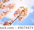Beautiful cherry blossom (sakura) in spring season 49074874