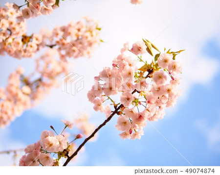 Beautiful cherry blossom (sakura) in spring season Beautiful cherry blossom (sakura) in spring season 49074874