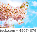Beautiful cherry blossom (sakura) in spring season 49074876