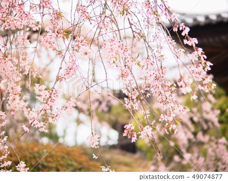 Beautiful cherry blossom (sakura) in spring season Beautiful cherry blossom (sakura) in spring season 49074877
