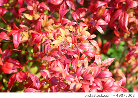 Autumn leaves of Otafukunanten Autumn leaves of Otafukunanten 49075308