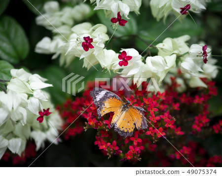 close up broken wing orange butterfly Plain Tiger close up broken wing orange butterfly Plain Tiger 49075374