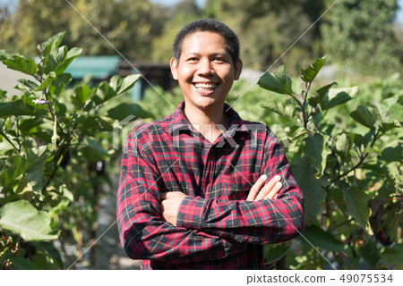 Asian farmer in eggplant vegetable garden Asian farmer in eggplant vegetable garden 49075534