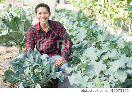 Asian farmer in organic vegetable garden 49075535