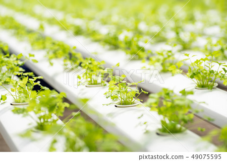 Young coriander plant in hydroponic farm 49075595