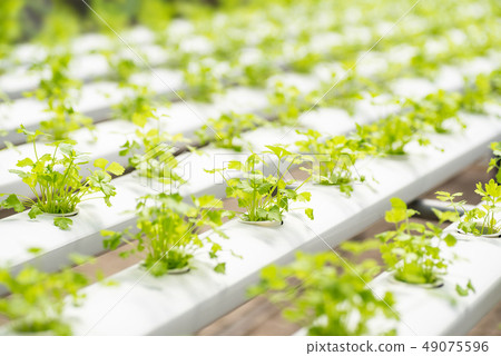 Young coriander plant in hydroponic farm 49075596