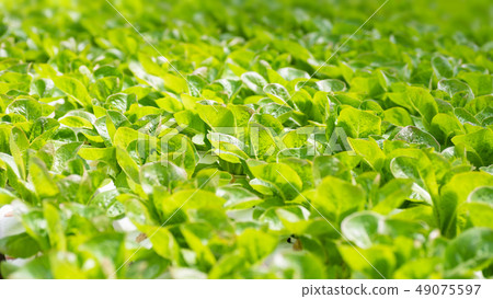 Lettuce plant in hydroponic farm 49075597