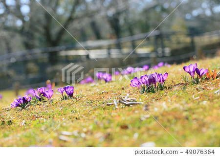 Crocus flower 49076364