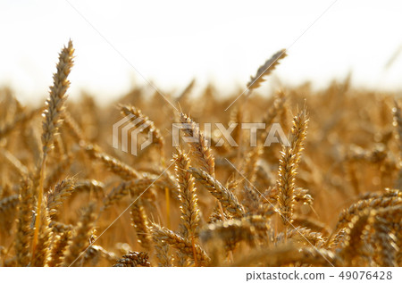 Wheat field under cloudy blue sky in Ukraine 49076428