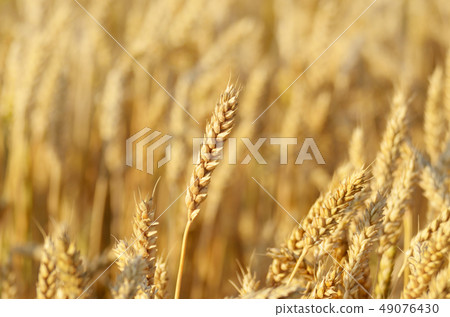 Wheat field under cloudy blue sky in Ukraine 49076430