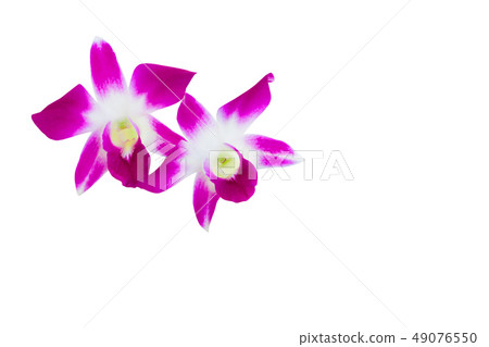 purple orchid flower bouquet beautiful isolated purple orchid flower bouquet beautiful isolated 49076550