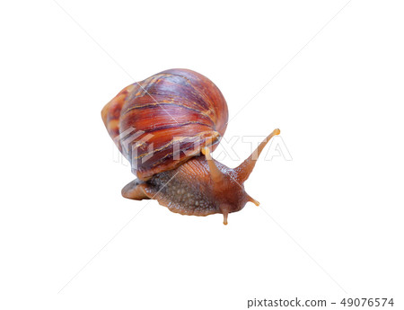 closeup snail isolated on white background  49076574
