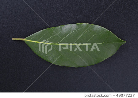 Green bay leaf Green bay leaf 49077227