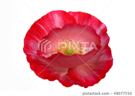罌粟 49077550